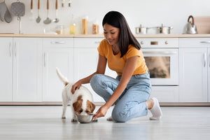 Creating Better Mealtimes For Happy Pets