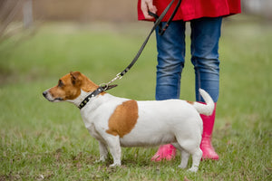Making Daily Walk More Enjoyable with Pet Leashes