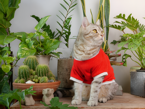 Stylish Clothing Ideas For Comfortable Pets